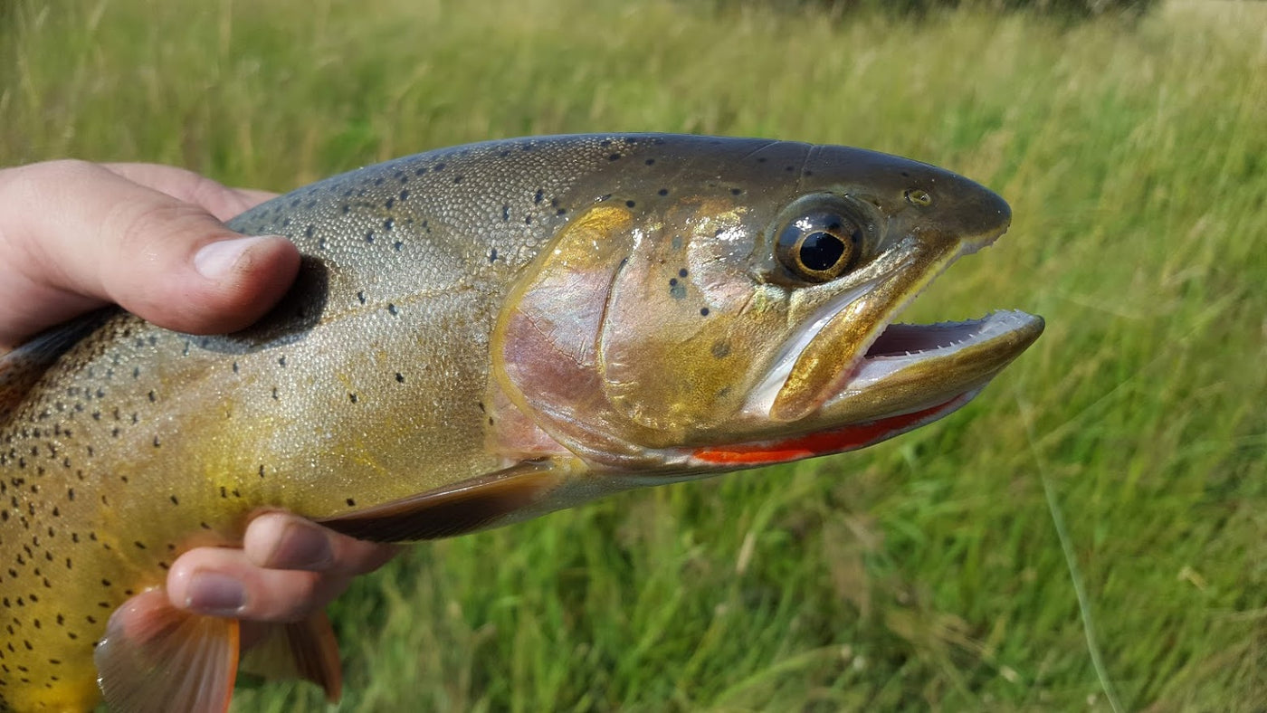 7/25/2022 Star Valley and Jackson Region Fishing Report