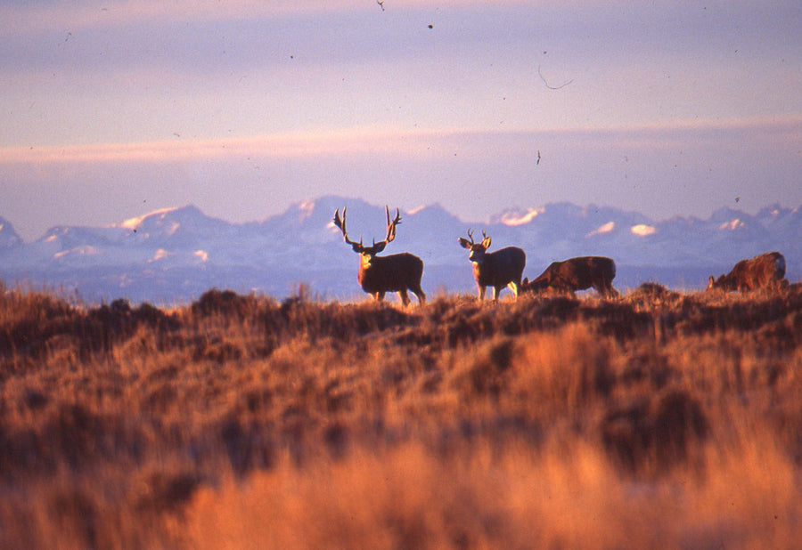 Seven Mule Deer Hunting Books that Will help you kill a Big Buck
