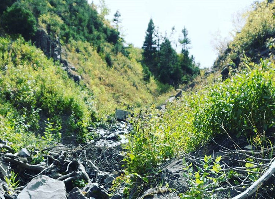 Water Treatment for Backcountry Hunting