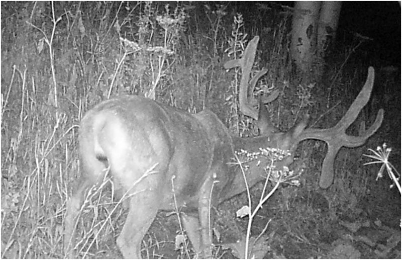 Big Al - Wyoming Mule Deer Hunt