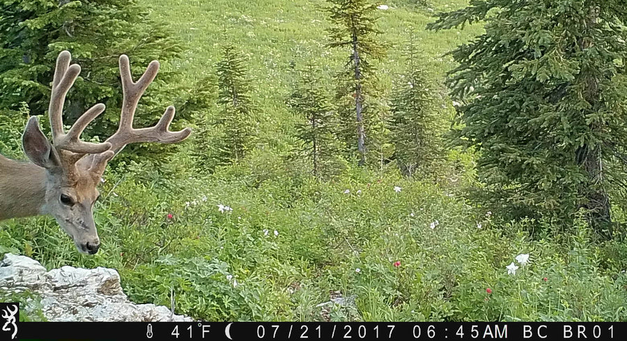 Using Trail Cameras for Mule Deer Hunting