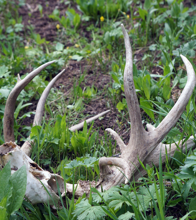 Mule Deer Hunting comes Full Circle: The Freak Buck