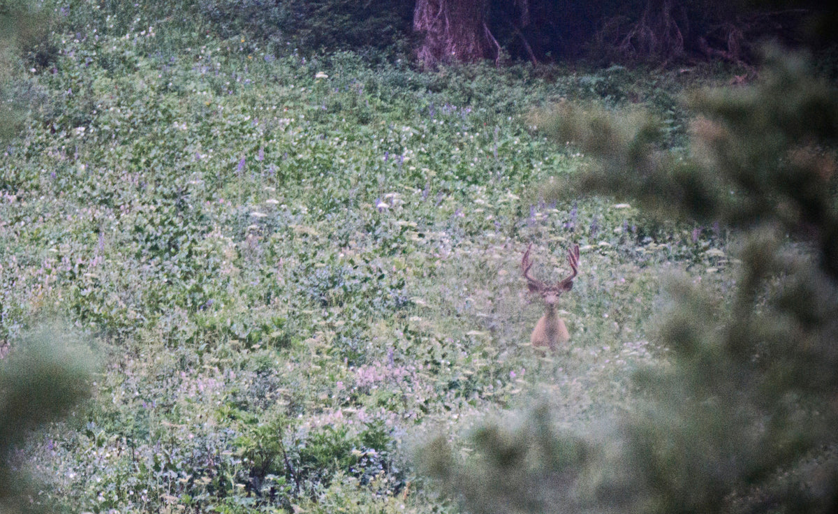 Hunting High Country Mule Deer: Step 2 - "Identifying Patterns"