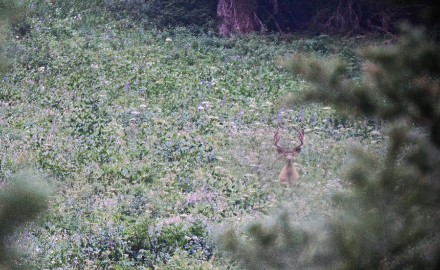 Hunting High Country Mule Deer: Step 2 - "Identifying Patterns"