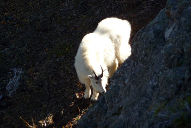 So you want to hunt Mountain Goats? - By Shad Wheeler