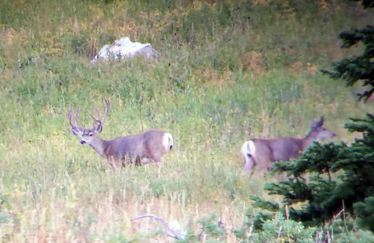 Scouting for Mule Deer - Is it worth it?