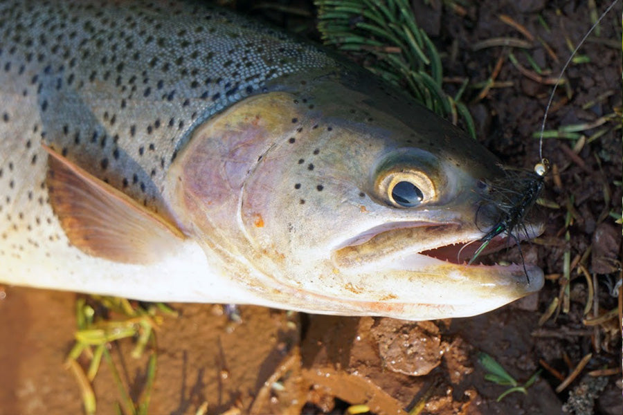 5/16/23 - Fishing Reports for Star Valley, Jackson Hole, and Surrounding Areas