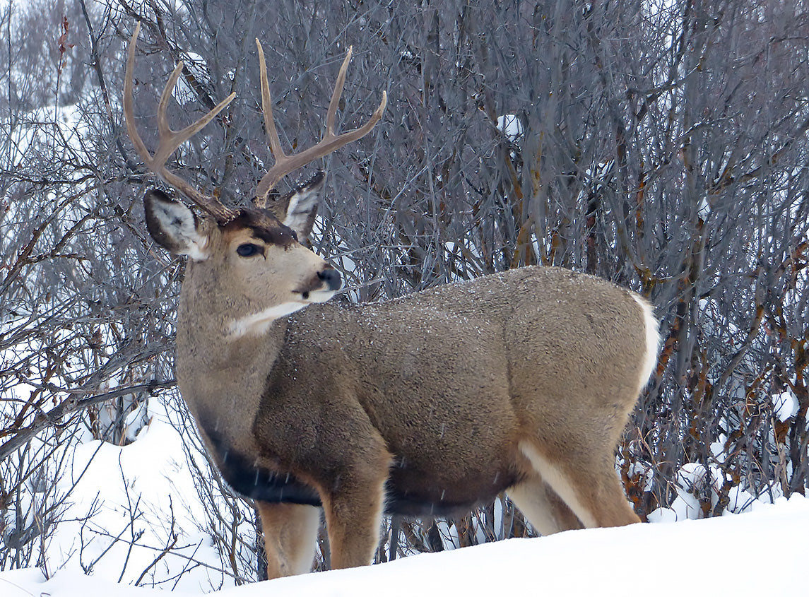 Mule Deer Winter Kill - What it means for this hunting season.