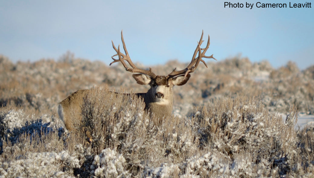 Return to the Wyoming Winter Range