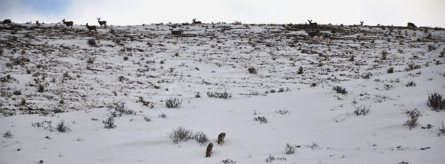 Management of the Platte Valley Mule Deer Herd by Michell Anderson