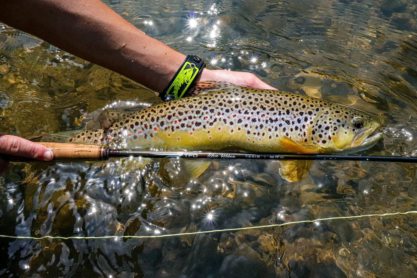 Brown Trout caught with TFO Rod