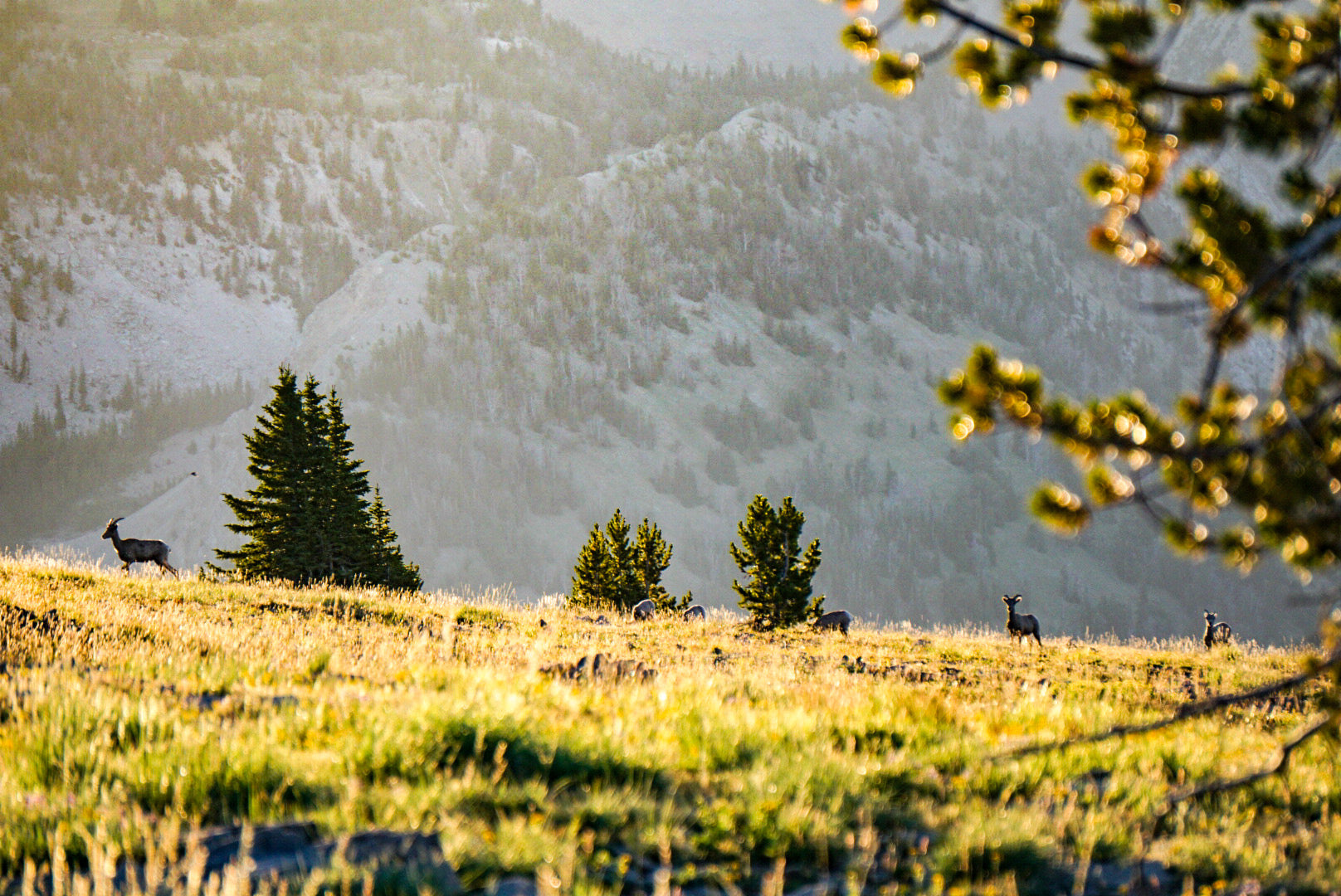 Rocky Mountain Bighorn Sheep Ewes Wyoming