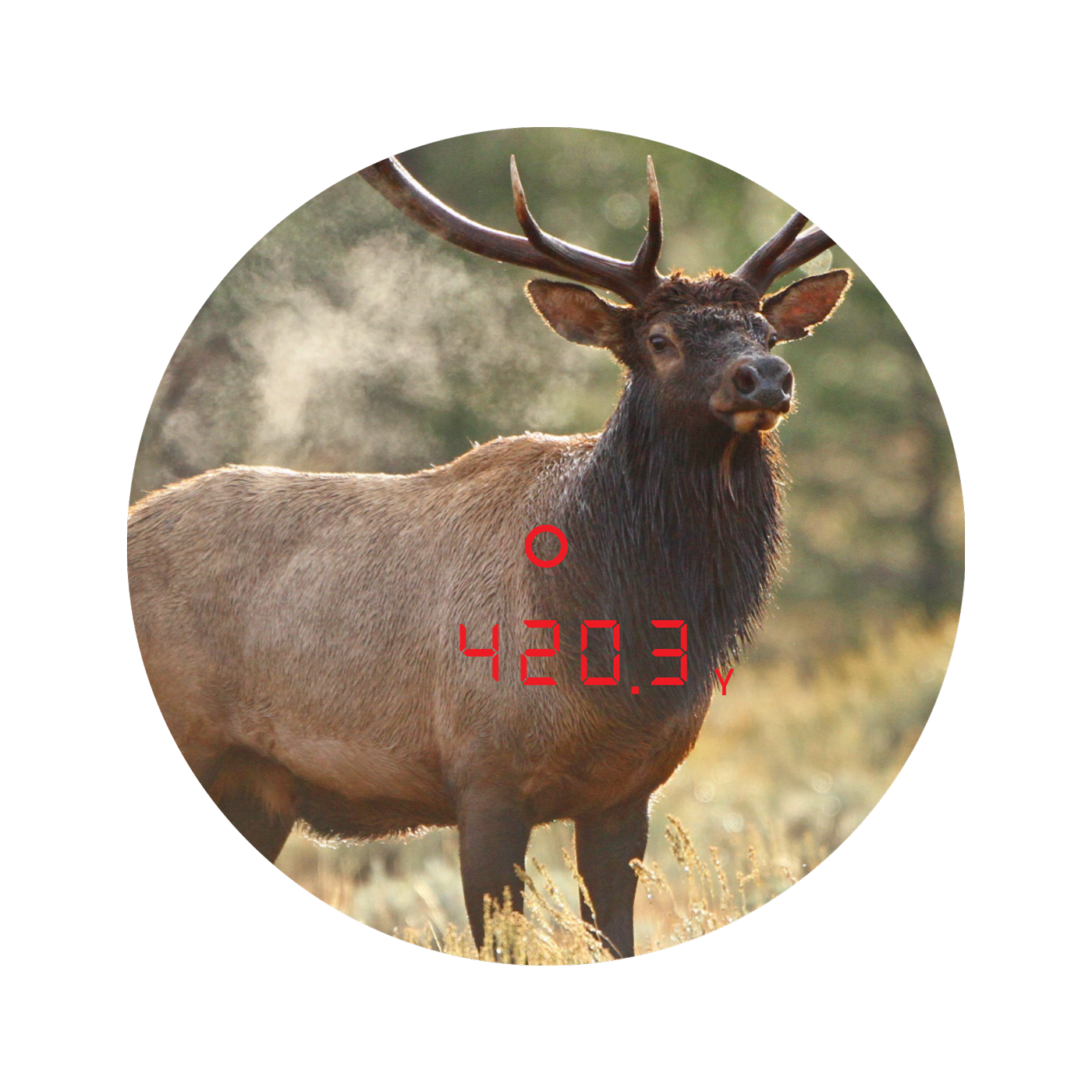 Cronus Rangefinding Binocular 10x50mm lens veiw of a bull elk