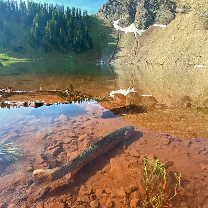 Guided Fly Fishing Hike & Wade - Full Day