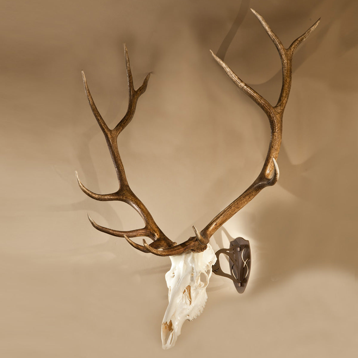 Big Hooker - Skull Hanger