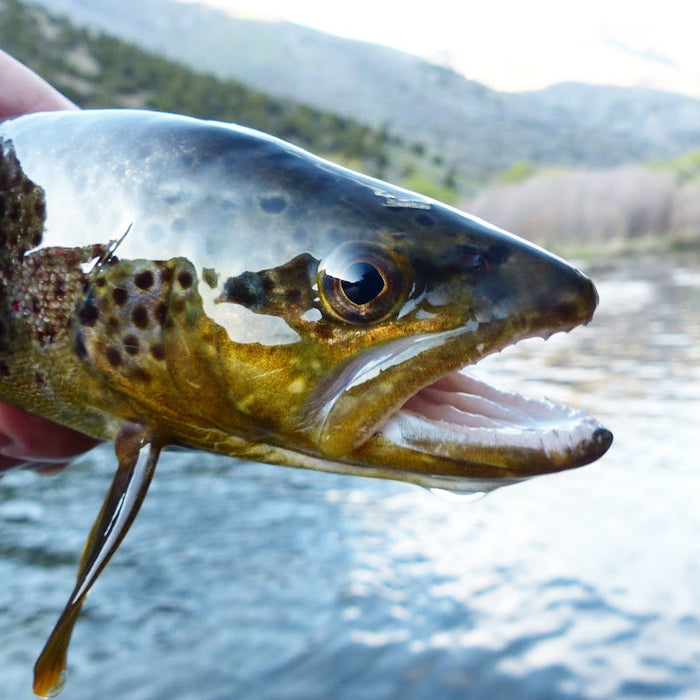 Half-Day Float Trip (Fishing/Morning)